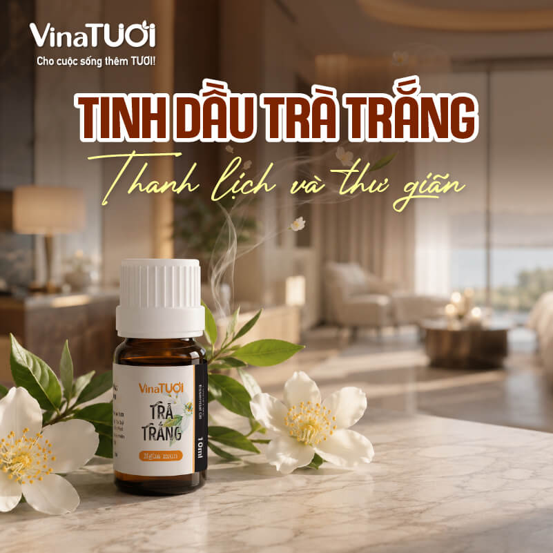 gioi-thieu-tinh-dau-tra-trang Tinh dầu Trà Trắng với mùi hương thanh lịch và thư giãn