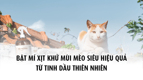Bật mí xịt khử mùi mèo siêu hiệu quả từ tinh dầu thiên nhiên