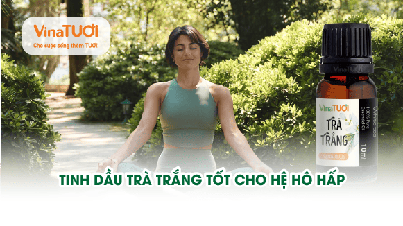 Tinh dầu trà trắng tốt cho hệ hô hấp