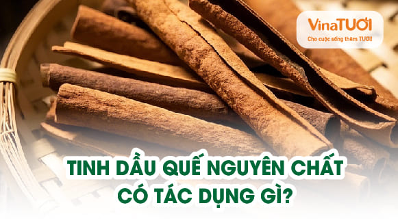 Tinh dầu quế nguyên chất có tác dụng gì? Khám phá 10 lợi ích cho sức khỏe & không gian sống